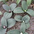 Allium karataviense, Mark McDonough