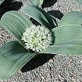 Allium karataviense 'Ivory Queen', Mark McDonough