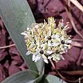 Allium kharputense, John Lonsdale