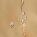 Allium kollmannianum, Gideon Pisanty
