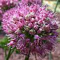 Allium kurssanovii, John Lonsdale [Shift+click to enlarge, Click to go to wiki entry]