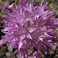 Allium lemmonii, Nhu Nguyen [Shift+click to enlarge, Click to go to wiki entry]
