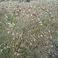 Allium lenkoranicum, Wietse Mellema [Shift+click to enlarge, Click to go to wiki entry]