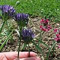 Allium litvinovii, Mark McDonough