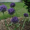 Allium litvinovii, Mark McDonough [Shift+click to enlarge, Click to go to wiki entry]