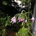 Allium macranthum, Arnold Trachtenberg