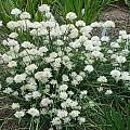 Allium maximowiczii ssp. shibutsiense 'Alba', Mark McDonough [Shift+click to enlarge, Click to go to wiki entry]