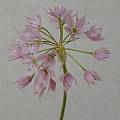 Allium membranaceum, Mary Sue Ittner