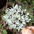 Allium meronense flowers, Gideon Pisanty