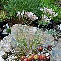 Allium moschatum, Mark McDonough