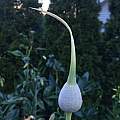 Allium myrianthum, Rimmer de Vries