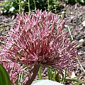 Allium nevskianum, John Lonsdale