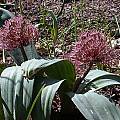 Allium nevskianum, John Lonsdale