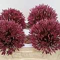 Allium nevskianum, Wietse Mellema