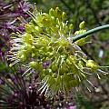 Allium obliquum