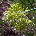 Allium obliquum, John Lonsdale