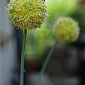 Allium obliquum, Martin Bohnet