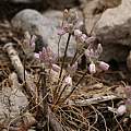 Allium obtusiflorum, Davide Pacifico