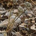 Allium obtusiflorum, Davide Pacifico