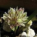 Allium obtusum, Nhu Nguyen