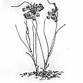 Allium paniculatum, Mark McDonough