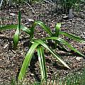 Allium paradoxum ssp. normale, Mark McDonough