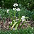 Allium paradoxum ssp. normale, Mark McDonough