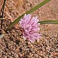 Allium parvum on Upper Table Rock, March 2015, Travis Owen [Shift+click to enlarge, Click to go to wiki entry]