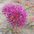 Allium platycaule, Plumas County, Mary Sue Ittner