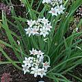 Allium plummerae