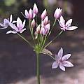 Allium praecox, Mary Sue Ittner