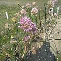 Allium psebaicum, Wietse Mellema