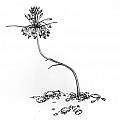 Allium carinatum ssp. pulchellum drawing, Mark McDonough