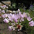 Allium roseum, Nhu Nguyen