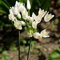 Allium roseum, Martin Bohnet
