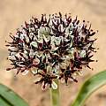 Allium rothii, Gideon Pisanty [Shift+click to enlarge, Click to go to wiki entry]