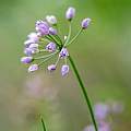 Allium rubens, Petr Kosachev, iNaturalist, CC BY-NC
