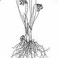 Allium rubens, Mark McDonough