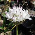 Allium sanbornii, Nhu Nguyen