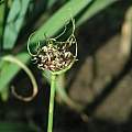 Allium sativum, Janos Agoston [Shift+click to enlarge, Click to go to wiki entry]