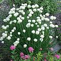 Allium schoenoprasum 'Snowcap', Mark McDonough