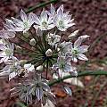 Allium schmitzii, John Lonsdale