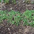Allium schoenoprasum 'Curly Mauve', Mark McDonough