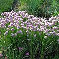 Allium schoenoprasum 'Curly Mauve', Mark McDonough