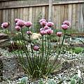 Allium schoenoprasum - from Corsica, Mark McDonough
