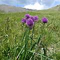 Allium schoenoprasum