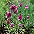 Allium scorodoprasum ssp. jajlae, Mark McDonough [Shift+click to enlarge, Click to go to wiki entry]