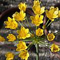 Allium scorzonerifolium