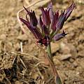 Allium sharsmithiae, Nhu Nguyen [Shift+click to enlarge, Click to go to wiki entry]