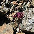 Allium sharsmithiae, Nhu Nguyen